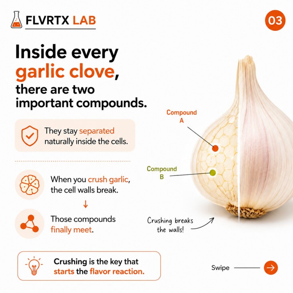 Garlic clove showing separated compounds inside its cells